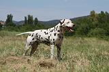 DALMATIEN 381